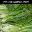 How Long Can Lettuce Sit Out?
