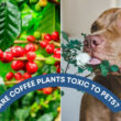 Are Coffee Plants Toxic to Pets? (Cats, Dogs, Others)
