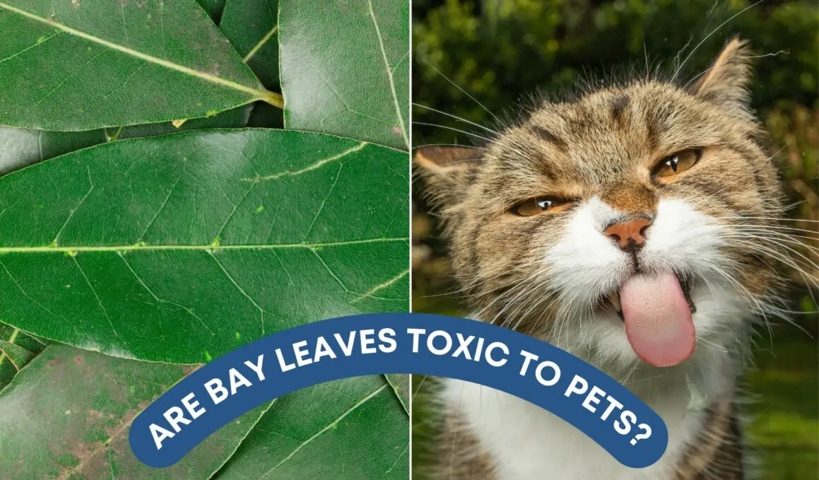 https://houseresults.com/are-coffee-plants-toxic-to-pets-cats-dogs-others/
