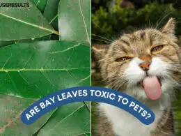 https://houseresults.com/are-coffee-plants-toxic-to-pets-cats-dogs-others/