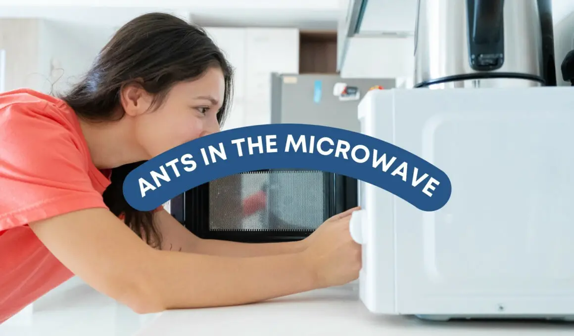 Ants In The Microwave - What To Do