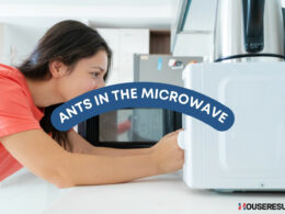 Ants In The Microwave - What To Do