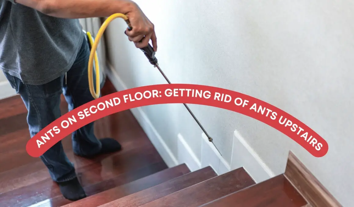 Ants On Second Floor: Getting Rid Of Ants Upstairs