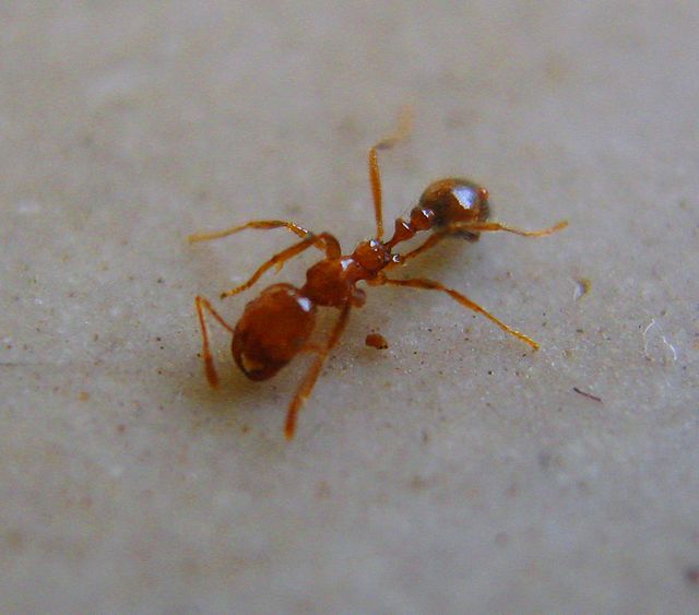 Why Are Ants In Your Microwave?