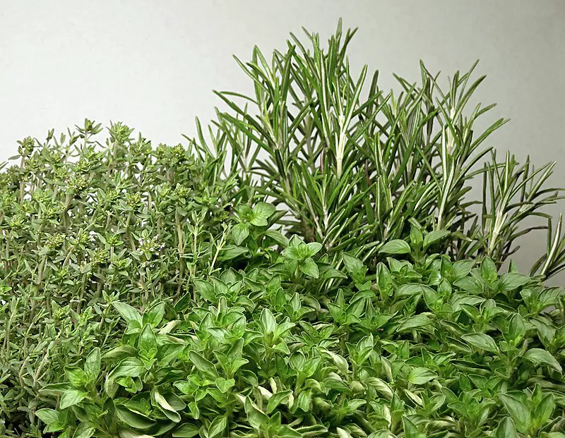 tarragano herbs