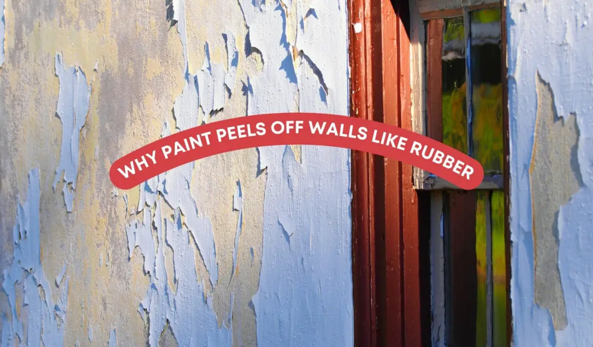 Why Paint Peels Off Walls Like Rubber