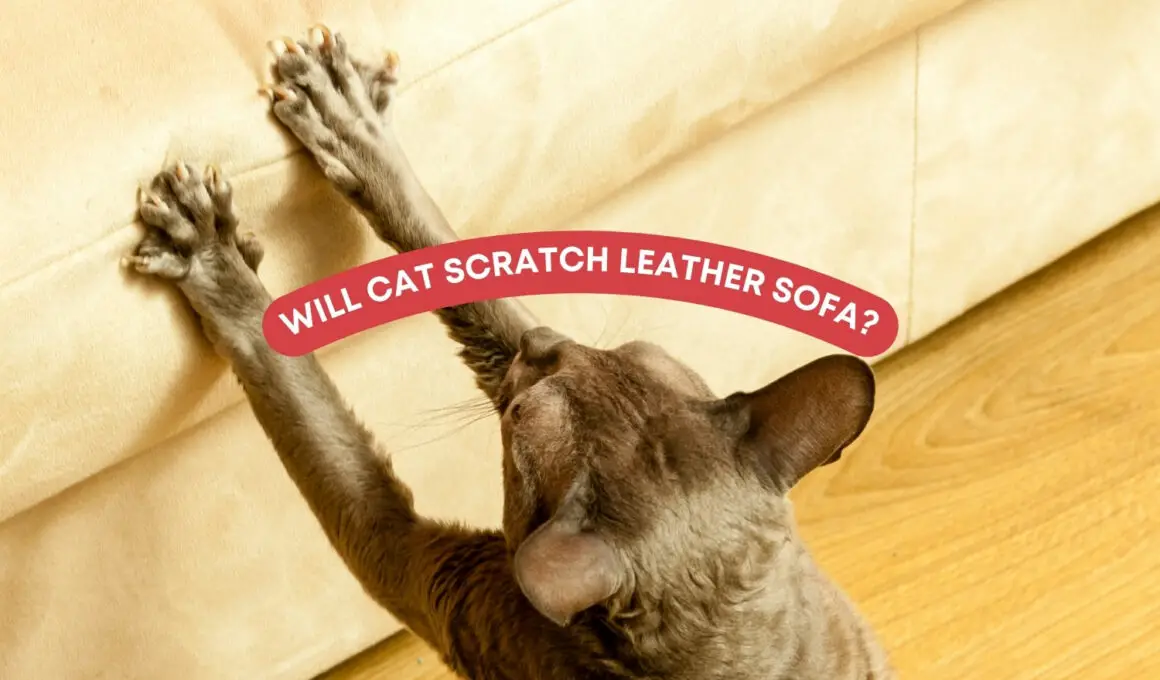 Will Cat Scratch Leather Sofa