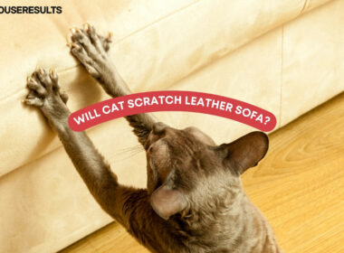Will Cat Scratch Leather Sofa
