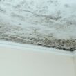 Is Ceiling Mold Dangerous?