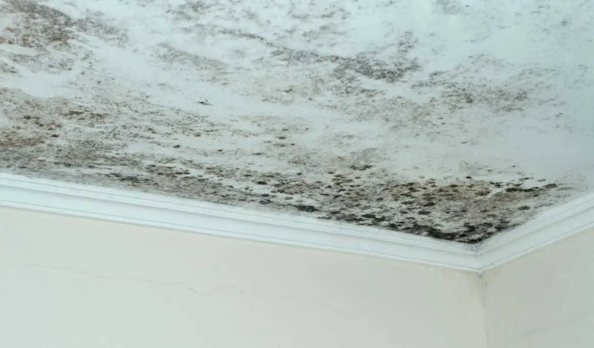 Is Ceiling Mold Dangerous?