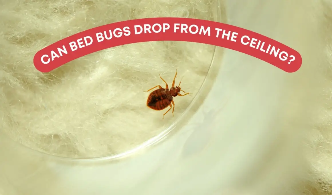 Can Bed Bugs Drop From The Ceiling?
