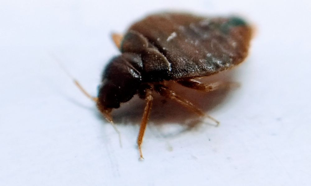 Can Bed Bugs Drop From The Ceiling?