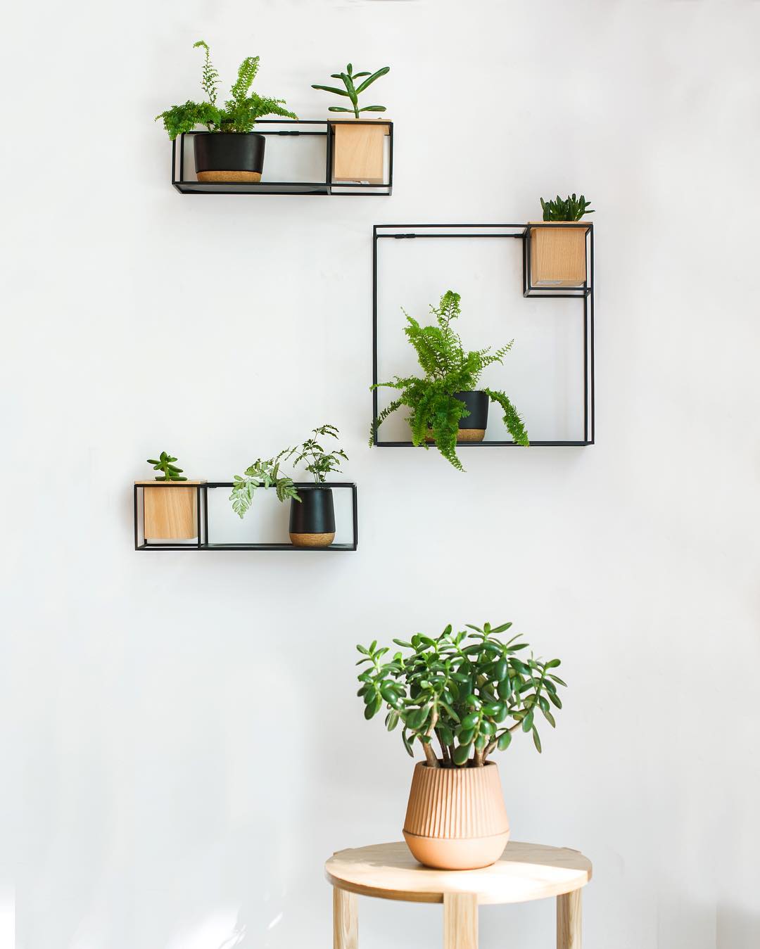 Minimalist Succulent Wall